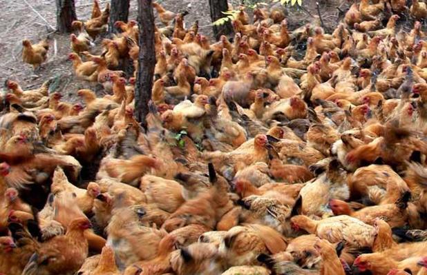 饲料添加剂与兽药如何找工厂？一份实战指南
